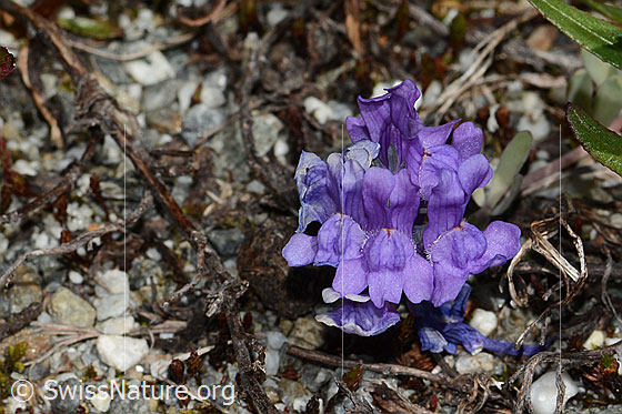 Photo: Linaria alpina. Blossoms. View from the front.