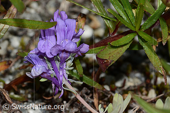 Photo: Linaria alpina. Blossoms and stem.