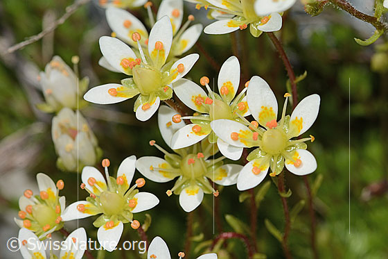 Photo: Saxifraga bryoides. Blossoms.