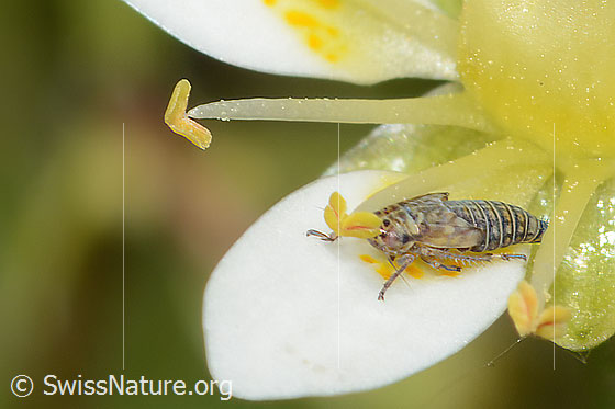 Foto: Wahrscheinlich Moorwanderzirpe (Macrosteles ossiannilssoni) auf Moosartigem Steinbrech (Saxifraga bryoides). Länge 3mm. Nymphe. Ansicht von schräg vorne.
