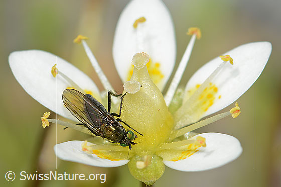 Foto: Wahrscheinlich Langbeinfliege der Gattung Tachytrechus auf Moosartigem Steinbrech (Saxifraga bryoides). Länge 5mm. Ansicht von schräg oben.