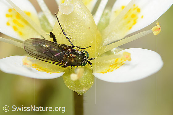 Foto: Wahrscheinlich Langbeinfliege der Gattung Tachytrechus auf Moosartigem Steinbrech (Saxifraga bryoides). Länge 5mm. Ansicht von oben.