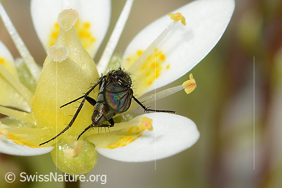 Foto: Wahrscheinlich Langbeinfliege der Gattung Tachytrechus auf Moosartigem Steinbrech (Saxifraga bryoides). Länge 5mm. Ansicht von hinten.