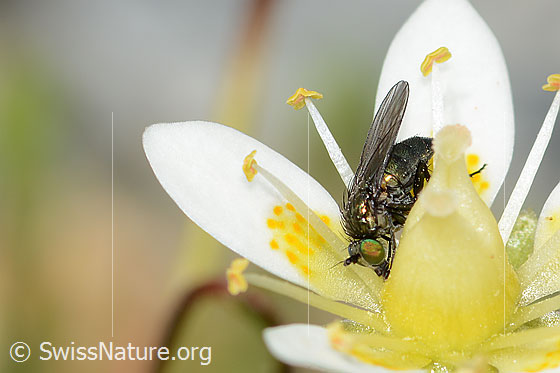 Foto: Wahrscheinlich Langbeinfliege der Gattung Tachytrechus auf Moosartigem Steinbrech (Saxifraga bryoides). Länge 5mm. Ansicht von seitlich vorne.
