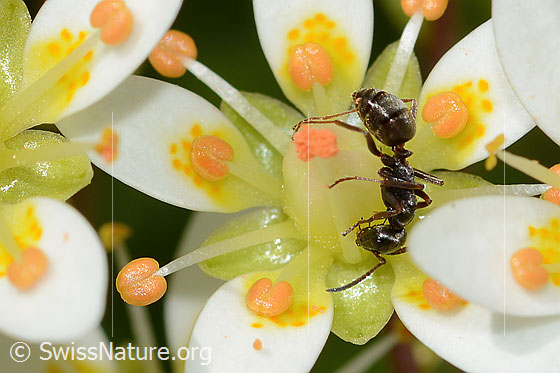 Foto: Formica lemani (Waldameise) auf Moosartigem Steinbrech (Saxifraga bryoides). Länge 5mm. Ansicht von der Seite.