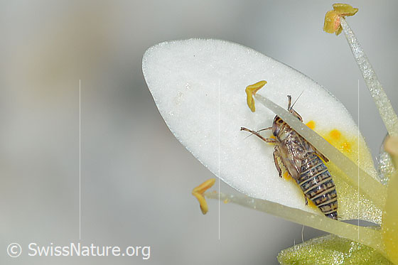 Foto: Wahrscheinlich Moorwanderzirpe (Macrosteles ossiannilssoni) auf Moosartigem Steinbrech (Saxifraga bryoides). Länge 3mm. Nymphe. Ansicht von seitlich hinten oben.
