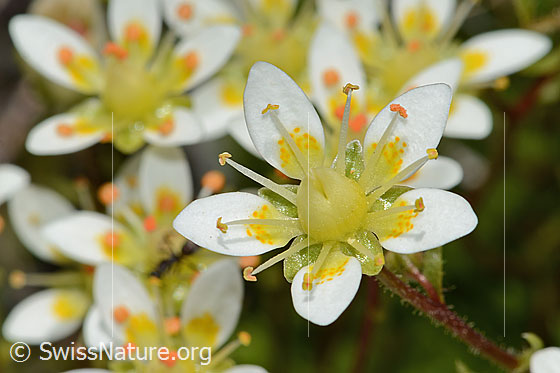 Photo: Saxifraga bryoides. Blossom.