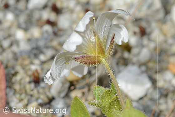 Foto: Einblütiges Hornkraut (Cerastium uniflorum). Blüte und Stängel. Ansicht von schräg unten.