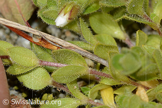Foto: Einblütiges Hornkraut (Cerastium uniflorum). Stängel und Blätter.