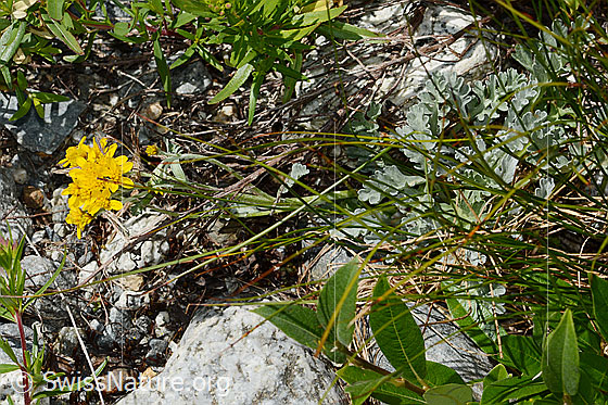 Foto: Graues Greiskraut (Senecio incanus). Ganze Pflanze (Habitus).