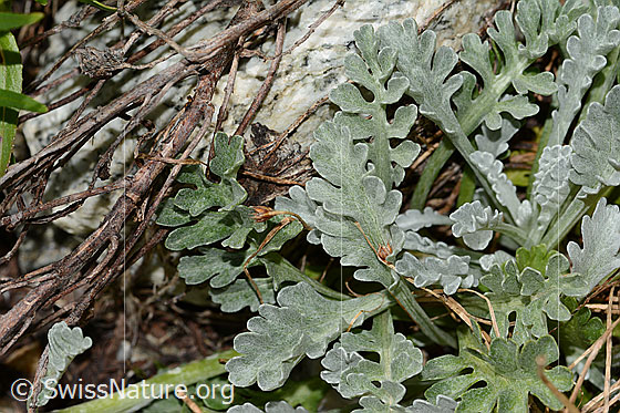 Foto: Graues Greiskraut (Senecio incanus). Blätter.