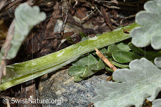 Foto: Graues Greiskraut (Senecio incanus). Stängel.