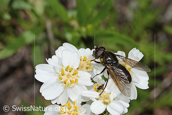 Foto: Wahrscheinlich Korbblütler-Erzschwebfliege (Cheilosia canicularis) auf Moschus-Schafgarbe (Achillea erba-rotta ssp. moschata). Länge 12mm. Männchen. Ansicht von schräg oben.