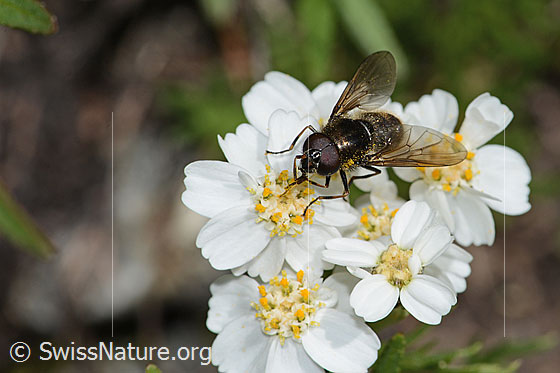 Foto: Wahrscheinlich Korbblütler-Erzschwebfliege (Cheilosia canicularis) auf Moschus-Schafgarbe (Achillea erba-rotta ssp. moschata). Länge 12mm. Männchen. Ansicht von seitlich vorne oben.