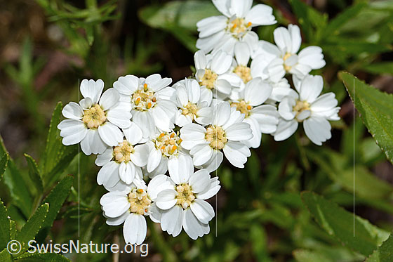 Photo: Achillea erba-rotta ssp. moschata. Blossoms.