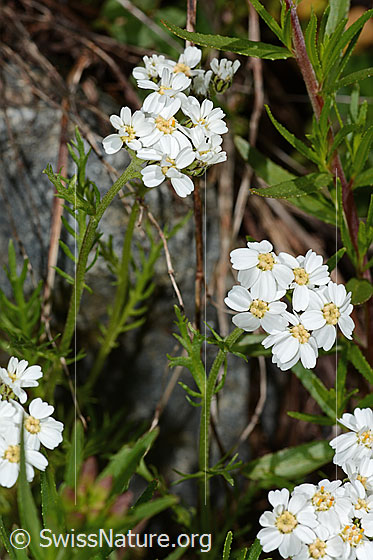 Photo: Achillea erba-rotta ssp. moschata. Blossoms and leaves.