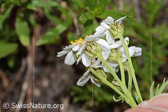 Photo: Achillea erba-rotta ssp. Moschata. Blossoms and Stäbgel. View from the side.