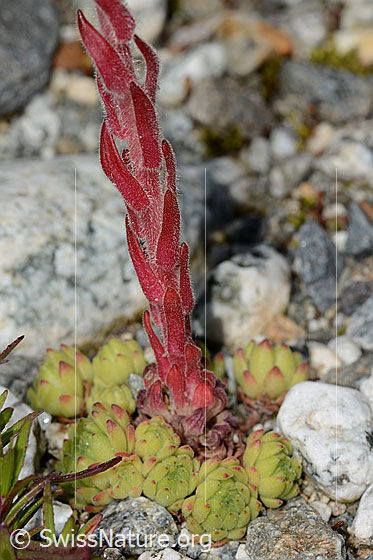 Foto: Berg-Hauswurz (Sempervivum montanum). Stängel und Rosetten.