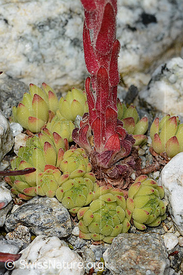 Foto: Berg-Hauswurz (Sempervivum montanum). Rosetten und Blätter.