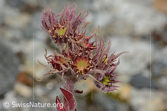 Foto: Berg-Hauswurz (Sempervivum montanum). Fast verblühte Blüten.