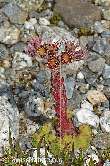 Foto: Berg-Hauswurz (Sempervivum montanum). Ganze Pflanze (Habitus).