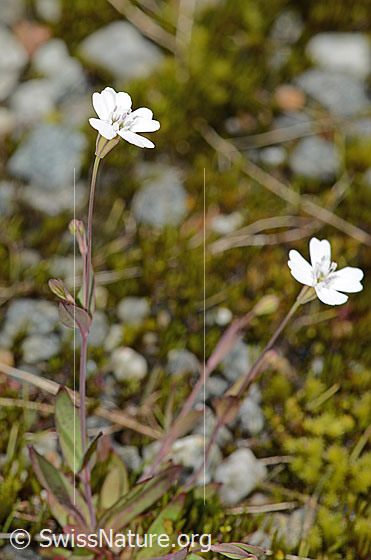 Foto: Felsen-Leimkraut (Silene rupestris). Ganze Pflanze (Habitus).