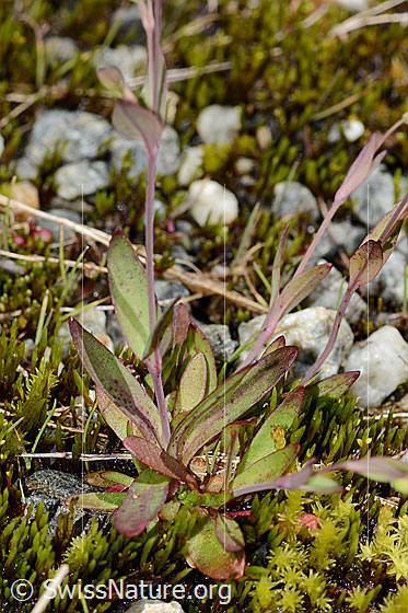 Photo: Silene rupestris. Leaves and stem.
