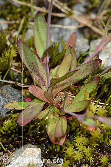 Photo: Silene rupestris. Leaves and stem.