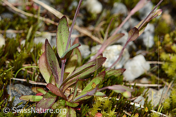 Photo: Silene rupestris. Leaves and stem.