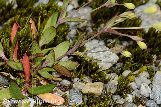 Photo: Silene rupestris. Leaves, stem and buds. 