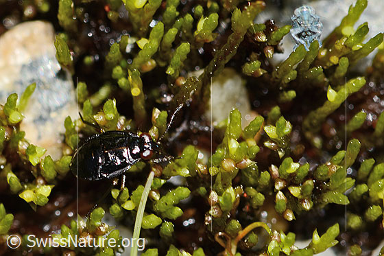 Foto: Wahrscheinlich Micracanthia fennica (Uferwanze). Länge 4mm.
