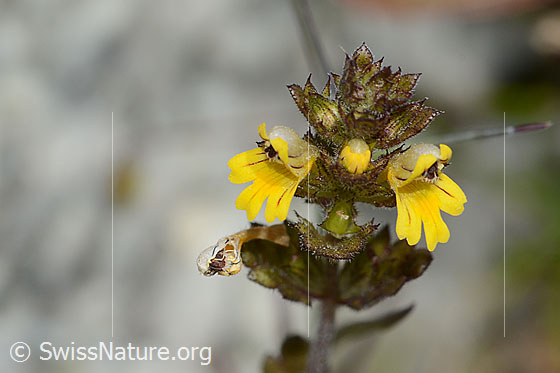Foto: Zwerg-Augentrost (Euphrasia minima). Blüten.