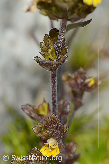 Photo: Euphrasia minima. Stem and leaves.