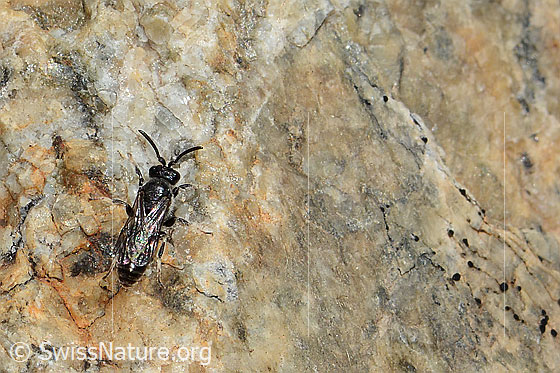 Photo: Hylaeus confusus. Length 7mm. Male. View from above.