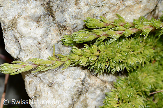 Foto: Moosartiger Steinbrech (Saxifraga bryoides). Blattrosettchen.