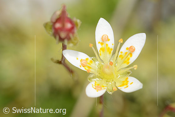Foto: Moosartiger Steinbrech (Saxifraga bryoides). Blüte.
