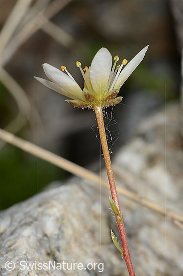 Foto: Moosartiger Steinbrech (Saxifraga bryoides). Blüte, Kelch und Stängel. Ansicht von der Seite.