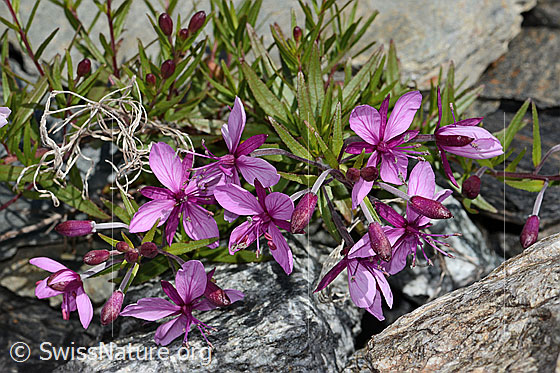 Photo: Epilobium fleischeri. Whole plant (habiti).