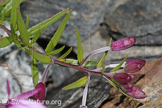 Foto: Fleischers Weidenröschen (Epilobium fleischeri). Blätter, Stängel und Knospen.