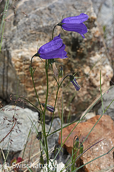 Foto: Scheuchzers Glockenblume (Campanula scheuchzeri). Ganze Pflanze (Habitus).