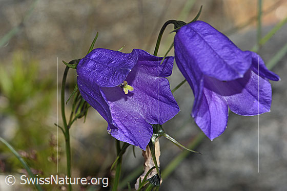 Foto: Scheuchzers Glockenblume (Campanula scheuchzeri). Blüten. Ansicht von schräg vorne.