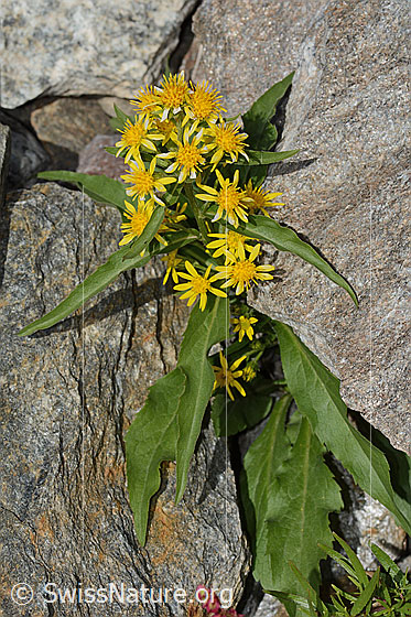 Foto: Alpen-Goldrute (Solidago virgaurea ssp. minuta). Ganze Pflanze (Habitus).