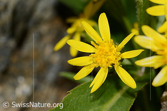 Foto: Alpen-Goldrute (Solidago virgaurea ssp. minuta). Blüte.
