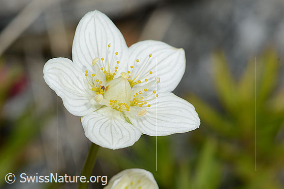 Foto: Sumpf-Herzblatt (Parnassia palustris). Blüte.