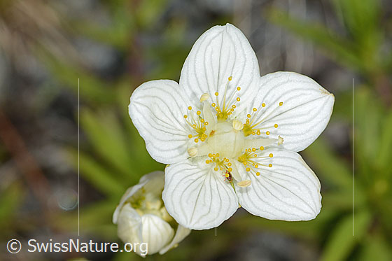 Foto: Sumpf-Herzblatt (Parnassia palustris). Blüte. Ansicht von oben.