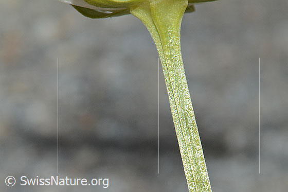 Photo: Parnassia palustris. Stem.