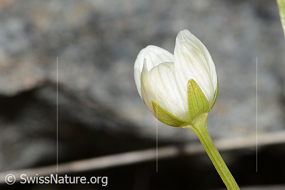 Photo: Parnassia palustris. Bud.