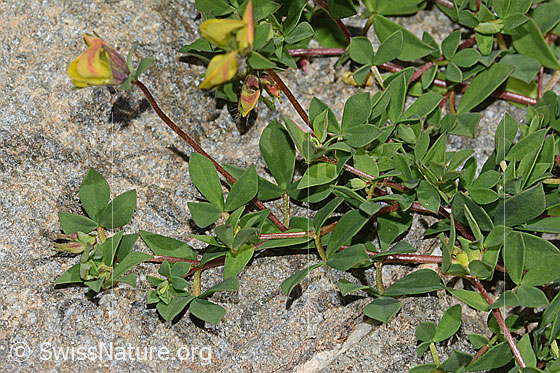 Foto: Alpen-Hornklee (Lotus alpinus). Blätter, Stängel und Blüten.