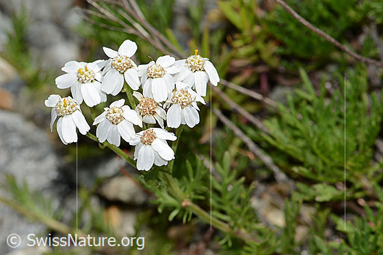 Foto: Moschus-Schafgarbe (Achillea erba-rotta ssp. moschata). Blüten.