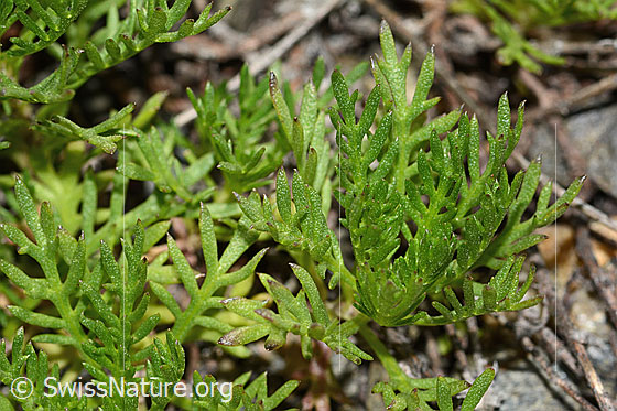 Foto: Moschus-Schafgarbe (Achillea erba-rotta ssp. moschata). Blätter.